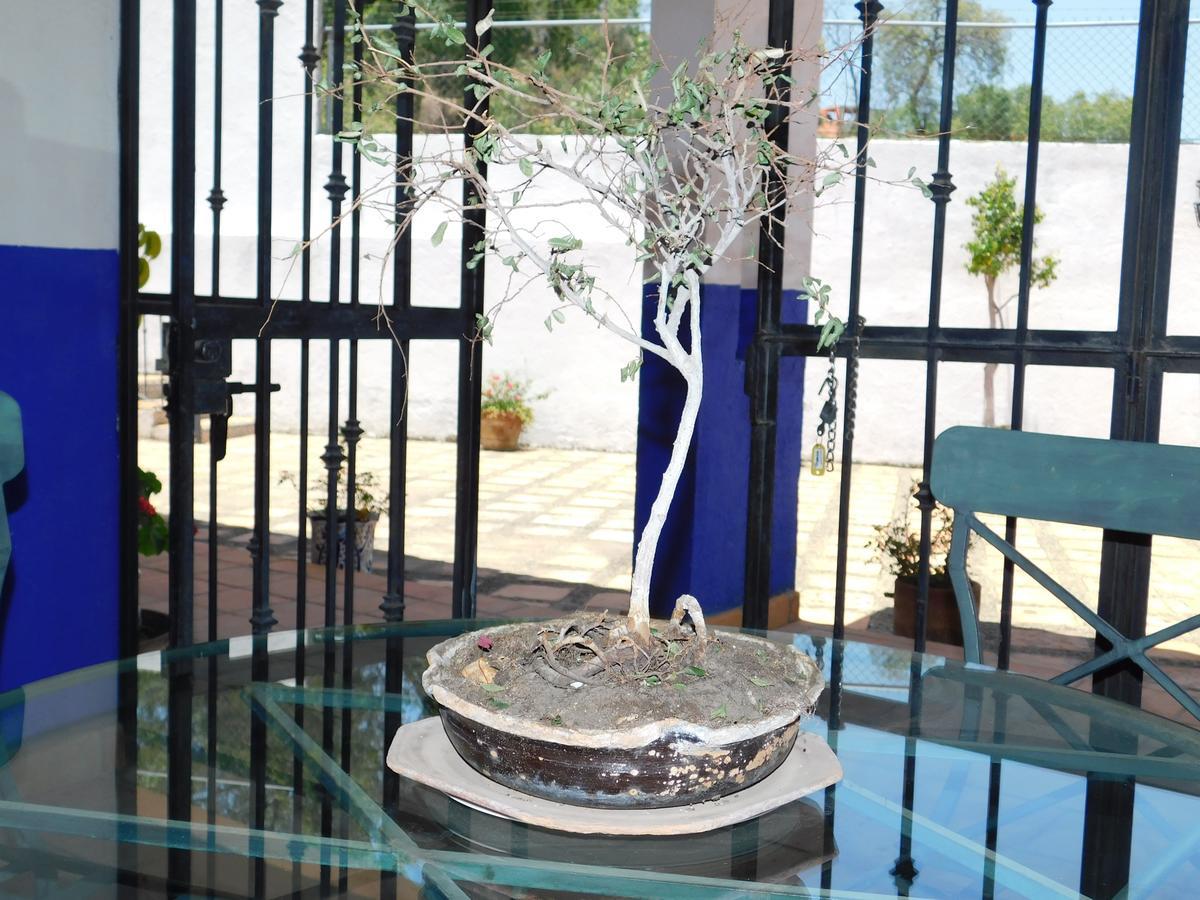 Готель Casa Erizo 39 (Adults Only) Гуанахуато Екстер'єр фото